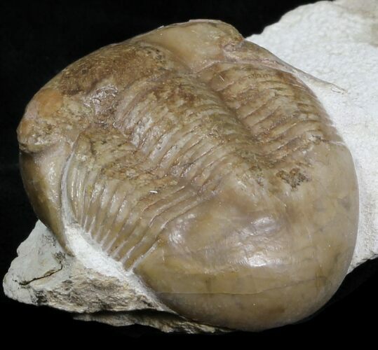 Nice Illaenus Schmidti Trilobite - Russia #31315